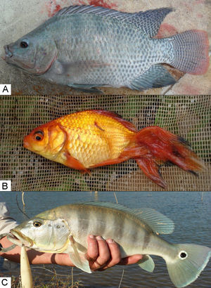 Examples of non-native fish introduced to several Brazilian freshwater and their pathways: (A) Oreochromis niloticus, aquaculture; (B) Carassius auratus, fishkeeping; and (C) Cichla piquiti, sport fishing.