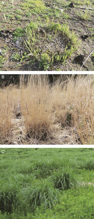Forms of M. sinensis growth in Sengokuhara grasslands: (A) a notable ring patch found under management and (B) a M. sinensis patch without management. Aboveground stems remain. (C) M. sinensis 2 months after the management activity.