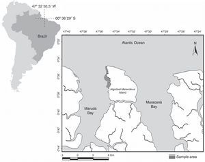 Algodoal-Maiandeua Island (Pará – Brazil), where individuals of Epinephelus itajara were sampled in tide pools in the Amazonian estuary.