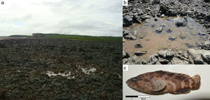 Habitat where samplings were carried out in Maiandeua Island (Pará – Brazil). (A) Rockyshore; (B) tide pool; (C) specimen of Epinephelus itajara.