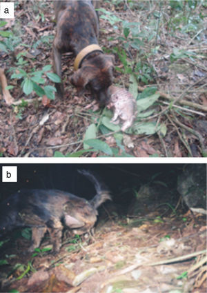 (A) Domestic dog sniffing a prey (Dasypus novemcinctus) in the Ilha Grande State Park. (B) A female dog with territorial marking behavior registered by a camera trap in the same Park; the dog was 3km away from the nearest village.