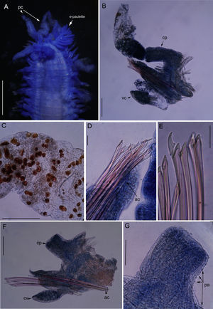 Nuchalosyllis cf. maiteae. (A) Anterior end, dorsal view. (B) Parapodia 15, posterior view; (C) detail of dorsal cirri with dark red inclusions; (D) Chaetae heterogomph falciger from parapodia 15; (E) Chaetae heterogomph falciger from parapodia 41; (F) parapodia 41, posterior view, dorsal cirri lost; (G) dorsal cirrophore with papillae. Papillae. Legends: ac., Acicula; cp., Cirrophore; pa., Papillae; pc., Peristomial cirri; vc., Ventral cirri. Scale: A. 0.8mm; B. 0.13mm; C. 0.25mm; D. 0.03mm; E. 0.03mm; F. 0.1mm; G. 0.08mm.