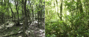 The cattle impact forests in southern Brazil by trampling and feeding on tree juveniles, especially in the cold months of the year, when the grassland is not so productive. (Left) A forest interior with free access of cattle in the Pampa (Encruzilhada do Sul, RS). (Right) A forest protected from the cattle for 20 years in the Southern Brazilian Plateau (CPCN Pró-Mata/PUCRS, RS), presenting a bunch of juveniles in several stages of tree recruitment toward the canopy.