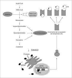 Mecanismo de acción de las estatinas. HMG-CoA: hidroximetilglutaril-coenzima A; LDL: lipoproteínas de baja densidad; SRE: elemento regulador de esteroles; SREBP: proteínas de unión al elemento regulador de esteroles.