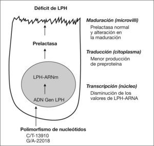 Secuencias que pueden estar implicadas en la hipolactasia genética. LPH: lactasa-floricina hidrolasa.