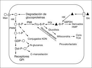Ruta de la mañosa en la N-glucosilación de proteínas. Glc: glucosa; HK: hexocinasa; Man: manosa; PMI: fosfomanosa isomerasa; PMM: fosfomanosa mutasa.