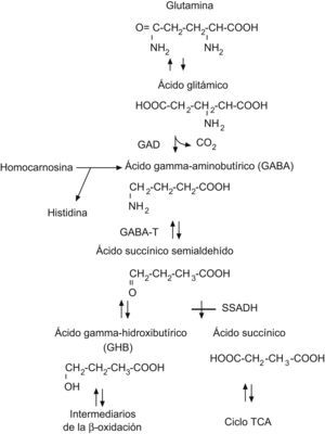 Vía metabólica del GABA. GABA: ácido gamma-aminobutírico; GABA-A: ácido gamma-aminobutírico aminotransferasa; GAD: glutamato descarboxilasa; SSADH: succínico semialdehído deshidrogenasa; TCA: ácido tricarboxílico.