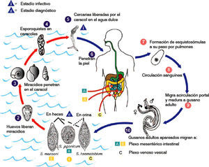 Ciclo vital del género Schistosoma.