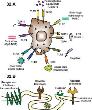 Toll-like receptors (TLR).