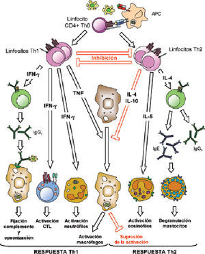 Th1-Th2. Patrón de diferenciación de los linfocitos CD4+.