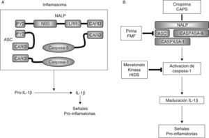 A) Representación esquemática del inflamasoma. B) Representación esquemática de la vía de transducción de señales del inflamasoma y localización de las proteínas asociadas a diferentes SHFP. : Regulador positivo; %: Regulador negativo. FMF: fiebre mediterránea familar. HIDS: síndrome de hiperinmunoglobulinemia D y fiebre periódica. CAPS: síndromes periódicos asociados a criopirina. IL: interleucina. Tomada de Aróstegui et al 19.