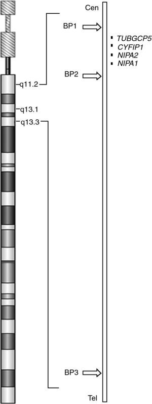 Ideograma del cromosoma 15 mostrando un esquema de la región 15q11-q13, con los puntos de rotura habituales (BP1, BP2, BP3).