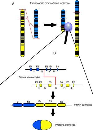 A: Visión esquemática de una translocación recíproca a nivel cromosómico. Un fragmento del cromosoma amarillo se intercambia por un fragmento del cromosoma azul. B: Visión esquemática del punto de corte de una translocación recíproca a nivel génico, con el producto de ARN resultante y la proteína quimérica por la que codificaría. E1, E2, E3, etc. corresponden con los segmentos génicos codificantes (exones). I1, I2, I3, etc. corresponden a los segmentos génicos no codificantes, que separan exones y que suelen ser mucho más extensos que éstos (intrones). El punto de corte de las translocaciones suele encontrarse dentro de segmentos intrónicos.