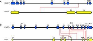 Visión esquemática de ejemplos reales de translocaciones. En la figura se indican los puntos de corte descritos para los genes PAX con FOXO1 (rabdomiosarcoma) (A) y para los genes EWSR1 con FLI-1 (sarcoma de Ewing) (B). Las líneas rojas indican los puntos de corte de las translocaciones conocidas. Los tamaños relativos de los diferentes segmentos génicos son aproximados.