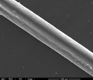 Microscopia electrónica, se observa el surco longitudinal característico.
