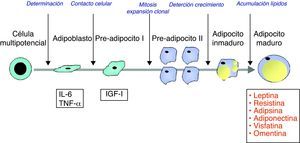 Diferenciación adipogénica de las células mesenquimatosas pluripotenciales hasta el adipocito maduro. Nótese que la secreción de adipoquinas queda restringida, casi exclusivamente, al adipocito maduro. IGF-I: factor de crecimiento relacionado con la insulina número 1; IL-6: interleuquina 6; TNF-α: factor de necrosis tumoral alfa.