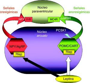 Representación esquemática de la integración hipotalámica de los efectos anorexigénicos de la leptina en el núcleo arcuato hipotalámico. La flecha blanca indica su efecto estimulador sobre las neuronas productoras de POMC/CART, procesando la PCSK1 a la primera para producir α-MSH. La flecha negra indica su efecto inhibidor sobre las neuronas productoras de NPY/AgRP. α-MSH: fracción alfa de la hormona estimulante melanocítica; MC4R: receptor número 4 de MSH; NPY/AgRP: neuronas productoras de neuropéptido Y y del péptido relacionado con la proteína Agouti; PCSK1: convertasa de proproteínas tipo subtilisina kexina 1; POMC/CART: neuronas productoras de proopiomelanocortina y del transcrito relacionado con cocaína y anfetamina; RLEP: receptor de leptina.