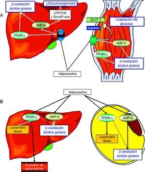 Representación esquemática de las principales acciones metabólicas de la adiponectina sobre el metabolismo de los hidratos de carbono en el hígado y el músculo (A) y sobre el metabolismo lipídico en el hígado y los adipocitos (B). La estimulación del receptor adipoR1 muscular determina la activación de la quinasa dependiente de AMP (AMP-K) e induce la expresión de PPAR-α (peroxisome proliferator activated receptor alpha) y, como consecuencia, la expresión de enzimas implicadas en la captación de glucosa y en el catabolismo de los ácidos grasos. Además, la adiponectina estimula la expresión y externalización del transportador de glucosa número 4 (Glut-4) en el miocito, al tiempo que modula directamente la actividad del receptor de insulina. La activación del receptor adipoR2 y de la AMP-K hepáticos inhibe la gluconeogénesis mediante la modulación de la actividad de la glucosa-6-fosfatasa (Gluc6P-asa) y de la fosfo-enol-piruvato-descarboxilasa (PEPCK), estimulando la actividad de la lipoproteín-lipasa y modulando la expresión génica de las apoproteínas. Finalmente, la adiponectina favorece la captación de glucosa estimulada por insulina, la oxidación de ácidos grasos y la actividad de la lipoproteín-lipasa en los adipocitos del tejido adiposo blanco.
