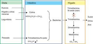 Metabolismo de la trimetilamina.