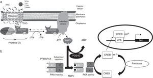 Esquema de la vía del AMPc/proteincinasa A. a) Mecanismo de acción de las hormonas cuyo receptor está acoplado a proteína Gsα. Al unirse la hormona al receptor, se activa la subunidad α de la proteína Gs. Esta interacciona con la adenilato ciclasa, tras lo que se produce la síntesis de AMPc, que ejerce su función como segundo mensajero. Alteraciones a nivel de GNAS (gen que codifica para Gsα) dan lugar a PHP, PPHP, AHO, etc. b) La unión del AMPc a PRKAR1A, la subunidad reguladora dependiente de AMPc, lleva a la disociación y activación de la proteincinasa A. CREB (proteína de unión a los elementos de respuesta al AMPc) se fosforila, con lo que se transloca al núcleo y modifica la expresión de los genes «aguas abajo» de la ruta. La actividad de la fosfodiesterasa PDE4D modula los niveles de AMPc. Alteraciones a nivel de PDE4D y PRKAR1A dan lugar a acrodisostosis, entidad clínicamente relacionada con la AHO.