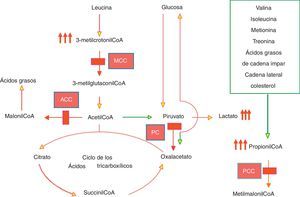 Rutas metabólicas en las que se encuentran implicadas las carboxilasas dependientes de biotina.