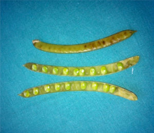 Spartium junceum sheath.