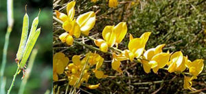Spartium junceum plant.