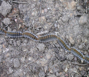 Thaumetopoea pityocampa (oruga procesionaria del pino) en su último estado larvario (L5).