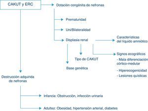 Factores que influyen en la evolución a enfermedad renal crónica (ERC) de las anomalías congénitas nefrourológicas (CAKUT). Véase el texto para explicación y detalles.