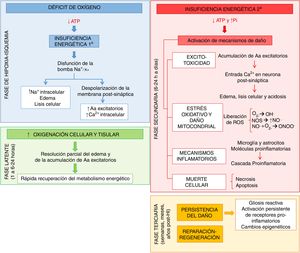 Principales mecanismos desencadenados tras la asfixia en las fases de hipoxia-isquemia (HI, azul), latente (verde), secundaria (rojo) y terciaria (naranja). Aa: aminoácidos; ATP: adenosín trifosfato; Ca2+: ion calcio; K+: ion potasio; Na+: ion sodio; NO.: óxido nítrico; NOS: especies reactivas del nitrógeno; O2–.: anión superóxido; OH.: radical libre hidroxilo; ONOO-: peroxinitrito; Pi: fósforo inorgánico; ROS: especies reactivas del oxígeno.