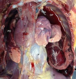 Cavidad torácica abierta.D: diafragma; DP: derrame pleural; I: intestino; P: pericardio; PD: pulmón derecho; PI: pulmón izquierdo; T: timo.