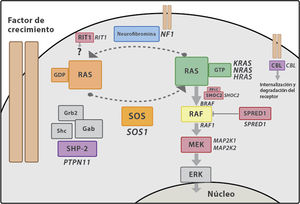 Cascada de señalización RAS-MAPK. Tras la unión del ligando a los receptores celulares, el fragmento intracelular de estos se fosforila reclutando proteínas adaptadoras como GRB2, formando un complejo con factores de intercambio de guaninas (como SOS) que favorecen el cambio conformacional de la proteína RAS inactiva unida a GDP, a la forma activa unida a GTP. RAS-GTP activa consecuentemente las distintas isoformas de RAF (RAF1, BRAF), MEK (MEK1, MEK2) y, por último, ERK.