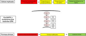 Modelo celular y molecular de desarrollo de las diferentes formas clínicas de la histiocitosis de células de Langerhans. La activación de la vía ERK por diferentes mutaciones en los precursores hematopoyéticos o precursores mieloides origina enfermedad diseminada multifocal, mientras que las mutaciones en las células precursoras en sangre periférica y tejidos origina enfermedad multifocal, mientras que las mutaciones en las células más diferenciadas de los tejidos lesiones únicas. MAPK: del inglés Mitogen-activated protein kinases.