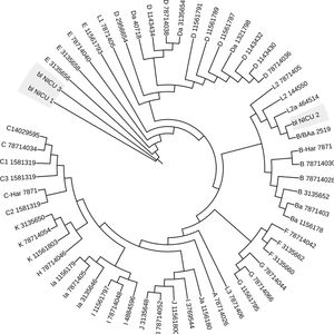 Árbol filogenético del gen ompA de C. trachomatis. El árbol de máxima similitud se basó en 100 genes ortólogos conservados elegidos al azar; las iniciales blNICU 1, blNICU2 y blNICU 3 representan las cepas de C. trachomatis aisladas de muestras de lavado bronquial.