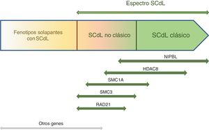 Espectro Cornelia de Lange. El SCdL puede considerarse una entidad donde convergen una gran variabilidad de fenotipos. En este esquema se indica con flechas el espectro de clínica producido por variantes en NIPBL, SMC1A, SMC3, HDAC8, RAD21 y otros genes.