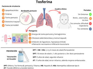 Microbiología, patogenia, cuadro clínico y prevención de la tosferina.