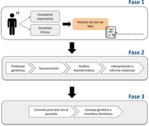 Diagrama del flujo de trabajo en un test de NGS. Se muestran las fases necesarias para realizar un test de NGS: inicialmente el paciente acude a consulta y el médico peticionario (facultativo especialista o genetista clínico) solicita una prueba de NGS, previa firma del consentimiento informado (fase1). Posteriormente se realiza el proceso del test de manera secuencial (fase2) para que, finalmente, los resultados del informe molecular sean comunicados en consulta, y, si es necesario, se ofrecerá asesoramiento genético a los familiares (fase3).