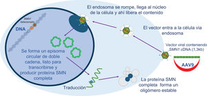 Esquema del mecanismo de acción de la terapia génica del gen SMN1 por medio del AAV9. El vector es tomado por la célula por vía de un endosoma que luego se rompe al llegar al núcleo de la célula y libera el contenido. Nótese que el vector contiene el cADN del gen, es decir, solo los exones sin los intrones.