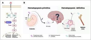 Modelo etiopatogénico de la HCL-ND. A)Esquema de la vía de señalización dependiente de la proteína quinasa de activación mitogénica (MAPK). La unión de factores de crecimiento/mitógenos a los receptores tirosín quinasa produce la activación de Ras mediante su fosforilación. Esto produce una activación y homodimerización de Rafs (B-RAF o A-RAF) y la subsecuente señalización posterior de MAPK. La mutación BRAFV600E produce una activación de BRAF en forma de monómero, independientemente de Ras, favoreciendo una activación constitutiva de la vía MAPK. B)Los estudios clínicos y los modelos animales en ratón proponen dos posibles orígenes de la histiocitosis de células de Langerhans neurodegenerativa (HCL-ND). En el primero, una población clonal de la microglía residente en el sistema nervioso central (SNC) con mutaciones activadoras de la vía MAPK conllevaría a una proliferación de dicha población (microgliosis) productora de sustancias pro-inflamatorias. Dicha situación activaría los astrocitos de forma reactiva y neurotóxica, generando finalmente una pérdida neuronal. El origen embriológico de esta microglía activada serían progenitores mielo-eritroides tempranos, procedentes del saco vitelino, que en la hematopoyesis primitiva se escinden de forma muy precoz en el desarrollo. En un segundo modelo, células mieloides circulantes con mutación activadora de MAPK, procedentes de células madre hematopoyéticas de la médula ósea, llegarían al SNC, acumulándose y ocasionando el daño neuroinflamatorio. Asimismo, estas células producirían un estado pro-inflamatorio que alteraría la barrera hematoencefálica, hecho que facilitaría la entrada al SNC de esta población clonal. La probabilidad de desarrollo de sintomatología neurológica dependería del tamaño de estas poblaciones clonales situadas en el SNC y del tiempo de evolución.
