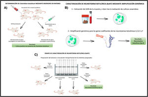 Ensayo biológico en ratones para detección y tipificación de la toxina botulínica. A) Detección de Clostridium botulinum mediante la observación de signos de botulismo tras inoculación de un extracto de la muestra. B) Detección y tipificación de la toxina mediante inoculación intraperitoneal de extractos de la muestra. Grupos control (extracto neutralizado) y grupos tratados con antisueros específicos (anti-A, anti-B, anti-E y anti-F). La protección conferida por antisuero (anti-B) confirma la presencia de la neurotoxina tipo B. C) Detección y diferenciación de los genes que codifican las distintas neurotoxinas, extrayendo el ADN de la muestra, o del cultivo anaerobio, realizando una prueba de biología molecular (PCR) que permite identificar el tipo genético exacto de toxina involucrada.