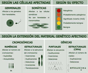 Clasificación de las variantes genéticas. Las variantes genéticas pueden clasificarse en función de la extensión del material genético afectado en alteraciones cromosómicas o alteraciones génicas; o en función del tipo celular implicado en alteraciones somáticas o en línea germinal. También según su efecto, y siguiendo la clasificación del Colegio Americano de Genética Médica (ACMG), en variantes benignas, probablemente benignas, de significado incierto, probablemente patogénicas y patogénicas2.