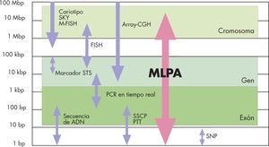 Comparación de la multiplex ligationdependent probe amplification (MLPA) con otras técnicas. La MLPA puede detectar un rango de alteraciones genómicas más amplio que el resto, desde mutaciones puntuales hasta grandes deleciones, además de duplicaciones cromosómicas. Tomada de www.mlpa.com (2007). CGH: Hibridación genómica comparada; FISH: hibridación in situ con fluorescencia; M-FISH: técnica de múltiple FISH o hibridación in situ con fluorescencia; PTT: test de proteíneas truncadas; SKY: cariotipado espectral; SNP: polimorfismo de nucleótido único; SSSCP: polimorfismo por conformación de cadena única; STS: lugar de secuencia marcado.