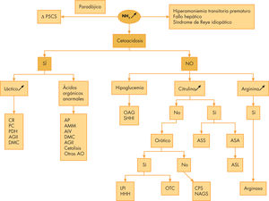Diagnóstico diferencial de las hiperamoniemias. AGII: aciduria glutárica tipo II; AS: argininosuccinato sintetasa; ASA: ácido argininosuccinico; ASL: argininosuccinato liasa o argininosuccinasa; ASS: argininosuccinato sintetasa; CPS: carbamilfosfato sintetasa; CR: cadena respiratoria mitocondrial; DMC: déficit múltiple de carboxilasas; ∆ P5CS: delta pirrolina 5 carboxilato sintetasa; HHH: hiperamoniemia, hiperornitinemia, homocitrulinuria; LPI: intolerancia a las proteínas con hiperlisinuria; NAGS: N-acetilglutamato sintetasa; OAG: oxidación de los ácidos grasos mitocondrial; OTC: ornitintranscarbamilasa; PC:piruvato carboxilasa; PDH piruvato deshidrogenasa; SHHI: hiperinsulinismo, hipoglucemia, hiperamoniemia de la infancia.