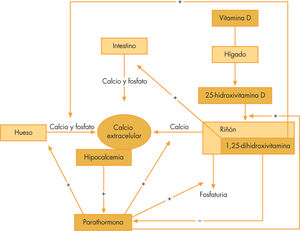 Homeostasis del metabolismo fosfocálcico.