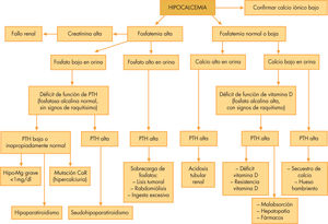 Algoritmo diagnóstico de la hipocalcemia. PTH:parathormona; hipo-Mg: hipomagnesemia, CaR: receptor sensible a calcio.