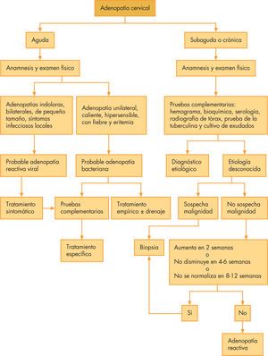 Algoritmo de actuación ante una adenopatía cervical.