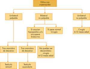 Algoritmo de actuación en niños con criptorquidia.
