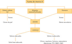 Fuentes de vitamina D. 25OHD: 25-hidroxivitamina D o calcidiol (marcador del estatus de vitamina D); PTH: hormona paratiroidea; DMO: densidad mineral ósea; CMO: contenido mineral óseo; 1-25OH2D: 1-25-dihidroxivitamina D o calcitriol (metabolito activo de vitamina D).