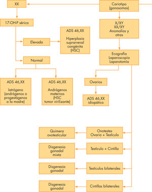 Algoritmo diagnóstico diferencial de las anomalías de la diferenciación sexual según el cariotipo y las exploraciones clínica, de imagen, bioquímica y molecular. hCG: gonadotropina coriónica humana; HSC: hiperplasia suprarrenal congénita; MIF: factor inhibidor de los conductos de Müller.