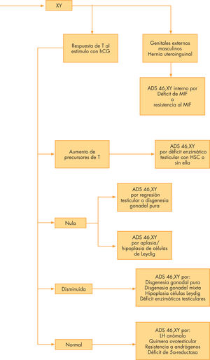 Algoritmo diagnóstico diferencial de las anomalías de la diferenciación sexual según el cariotipo y las exploraciones clínica, de imagen, bioquímica y molecular. hCG: gonadotropina coriónica humana; HSC: hiperplasia suprarrenal congénita; MIF: factor inhibidor de los conductos de Müller.
